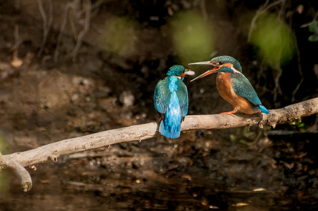 Ijsvogels