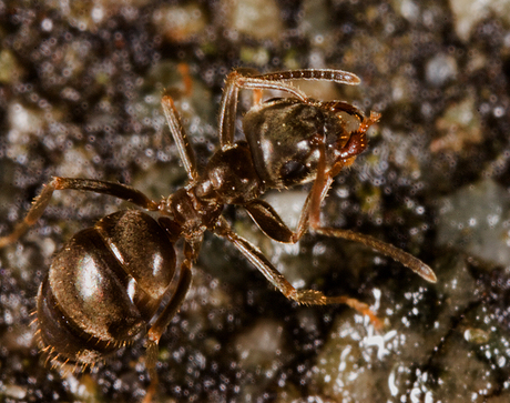 Ant II