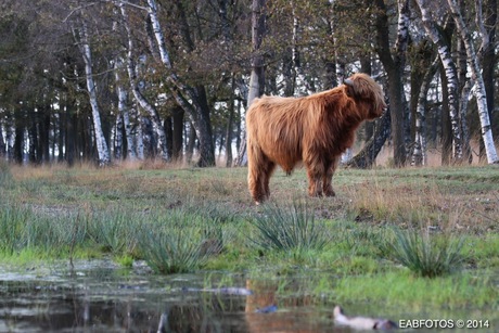 Het Boetelerveld