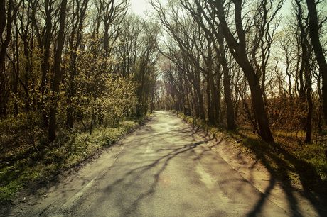 het bos