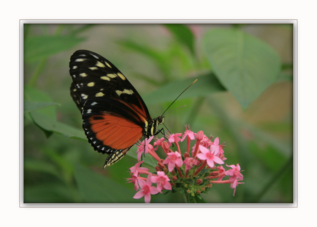 Black and Orange