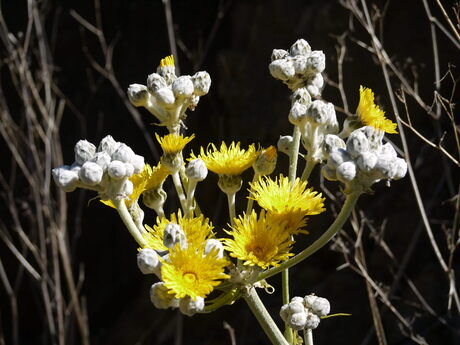 Bloem in ochtendzon