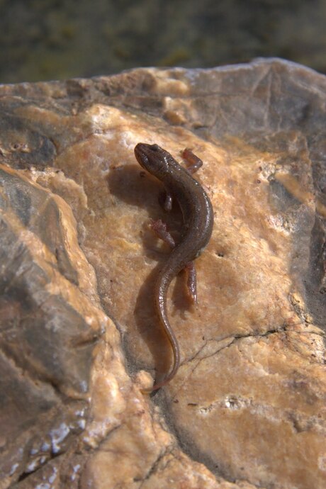Salamander met een zachte g