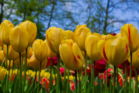 Yellow Tulips