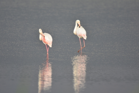 Flamingo,s in Nederland