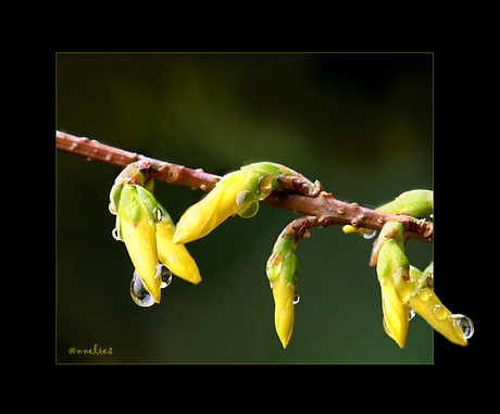 lente met een druppel...