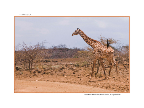 Maasai Giraffe, Kenia