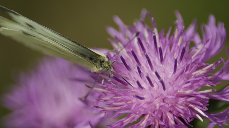 Witje aan de honing