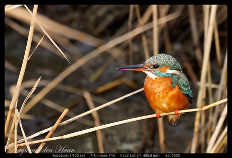 IJsvogel II