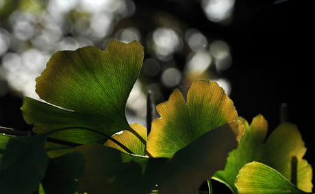 Ginkgo Biloba,