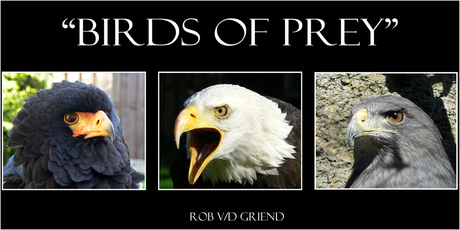 Birds of prey