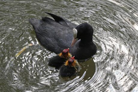 moeder en kroost