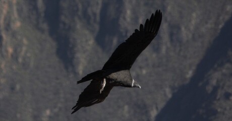 Andes Condor