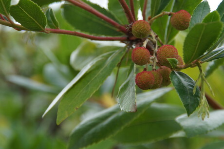 Close Up Vruchten