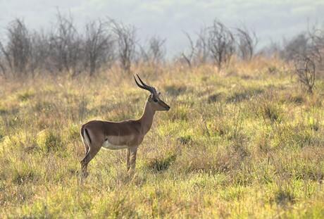 Savanna Morning Glory