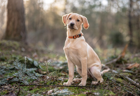 jonge labrador