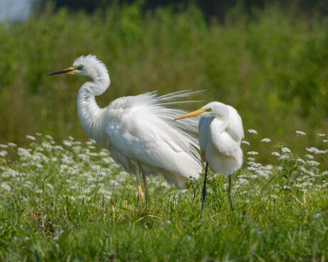 Zilverreigers