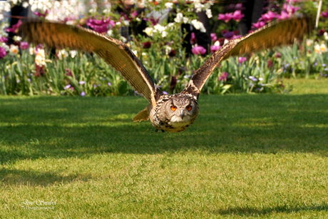 In vogelvlucht