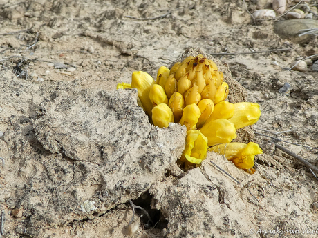 Deze woestijnhyacint (Cistanche phelypaea of ​​Cistanche phelipaea)