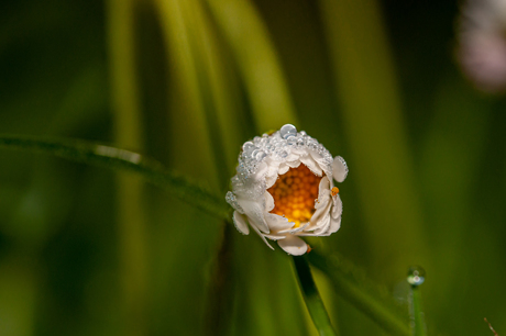 Bloem en Dauw