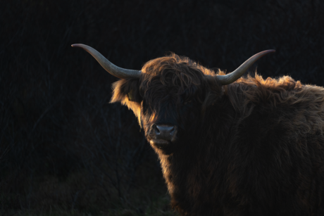 Prachtige Schotse Hooglander 