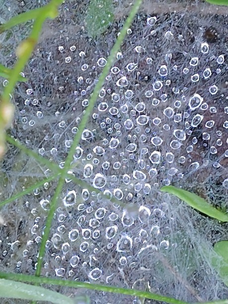 Spinnenweb in het gras met condens druppels 