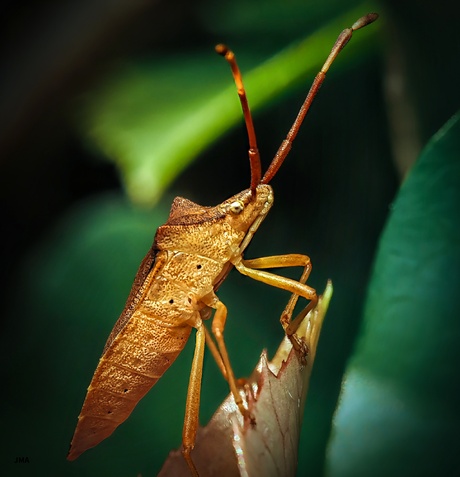 Smalle randwants (zie info)