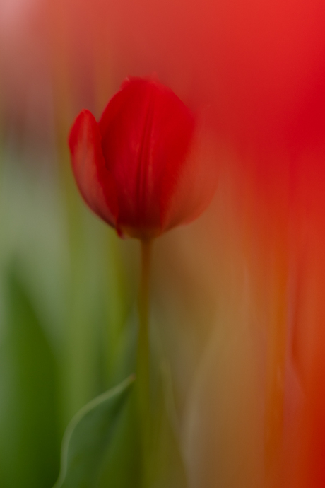 Een mini tulp tussen de andere.