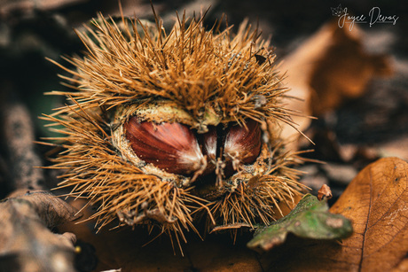Geschenk van de herfst