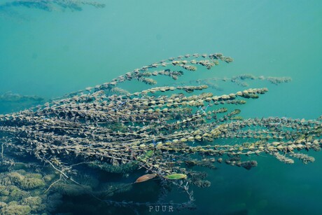 Appelblauw 'zee'groen