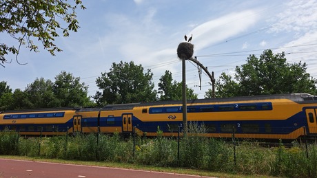 Onder het ooievaars nest door