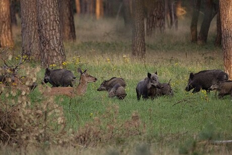 een vredig tafereeltje