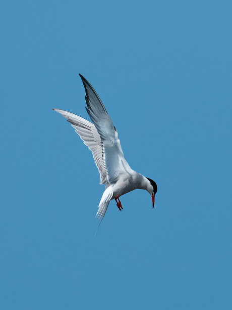 Common Tern - 3