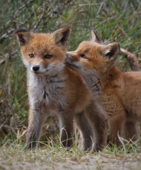 Vossenwelpjes 