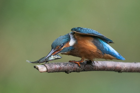 IJsvogel