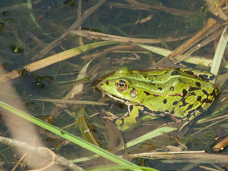 Groene kikker onbekend.