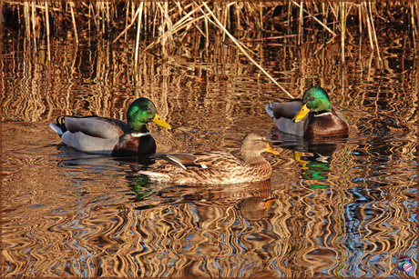 Zon, water, riet en …