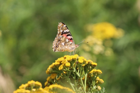 Distelvlinder op boerenwormkruid