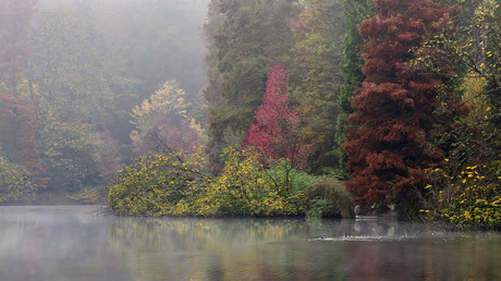 Herfstkleuren in de mist