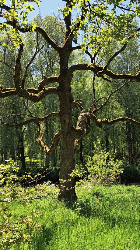 Mooie oude boom