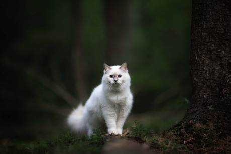 Cat in the woods 