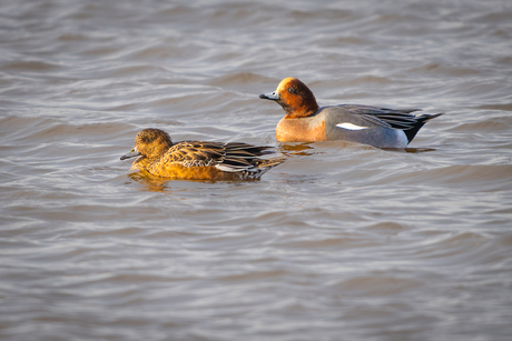 Koppeltje Smienten op de Karrevelden
