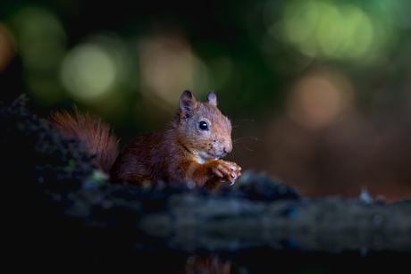 Eekhoorn in het wild