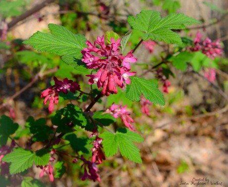 Rode ribes