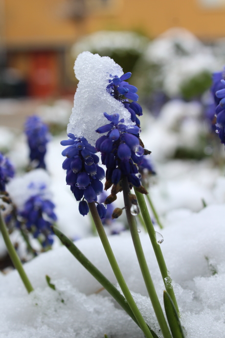 Bevroren blauwe druif