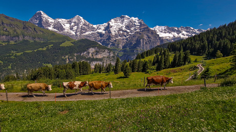 Pletschenalp