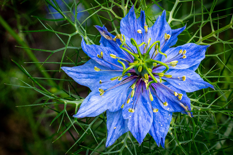 Tuinbloemen