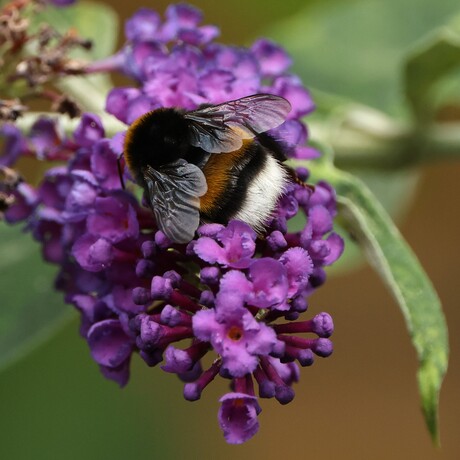 Aardhommel