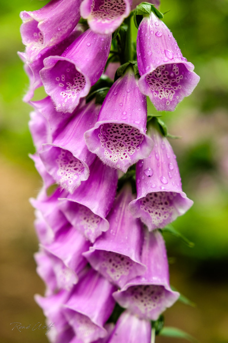 Digitalis