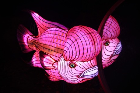 Lighting Beekse Bergen